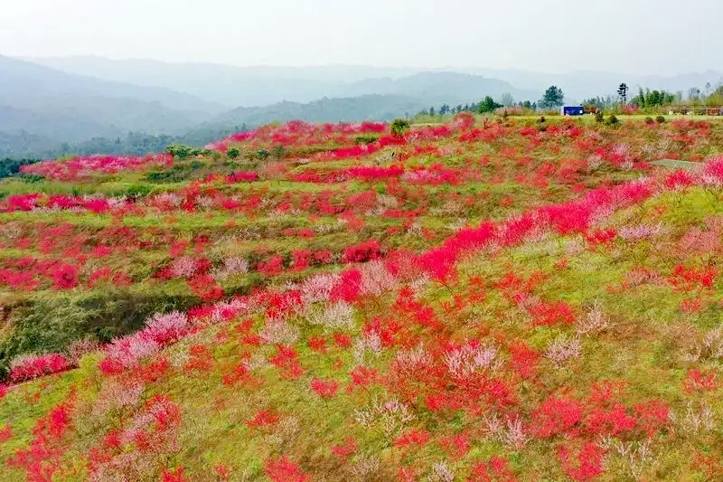 “惠享泸州·幸福三月”丨3月12日「纳溪龙湖水香」桃花节邀请函，请查收！-1.jpg