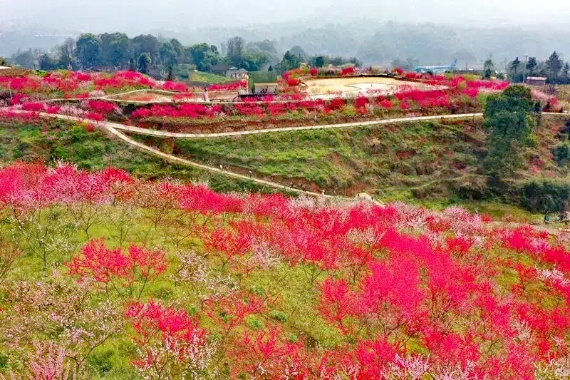 “惠享泸州·幸福三月”丨3月12日「纳溪龙湖水香」桃花节邀请函，请查收！-2.jpg