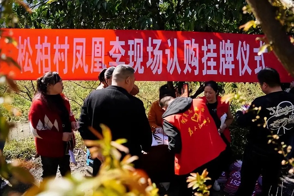 合江县松柏村举办凤凰李现场认购挂牌活动-1.jpg