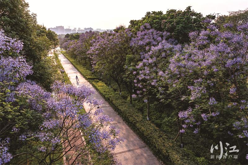泸州3000余株蓝花楹盛放，街头满是“梦幻紫”-2.jpg