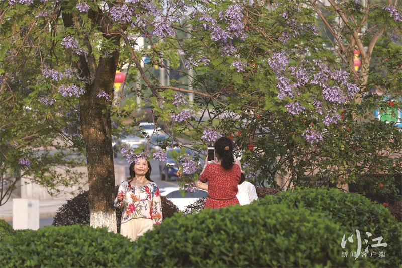 泸州3000余株蓝花楹盛放，街头满是“梦幻紫”-4.jpg
