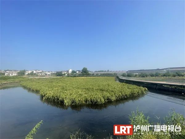 禾下可乘凉！ 2米高的“巨型水稻”在泸州试种成功！-2.jpg
