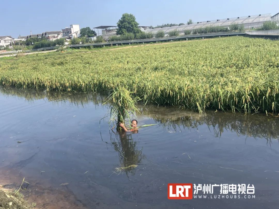 禾下可乘凉！ 2米高的“巨型水稻”在泸州试种成功！-1.jpg