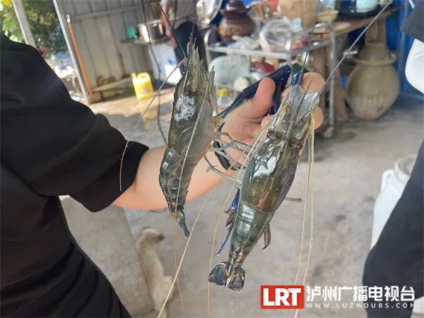 禾下可乘凉！ 2米高的“巨型水稻”在泸州试种成功！-4.jpg