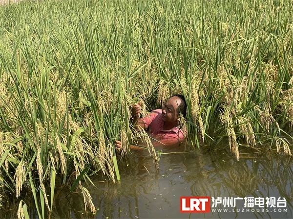 禾下可乘凉！ 2米高的“巨型水稻”在泸州试种成功！-7.jpg