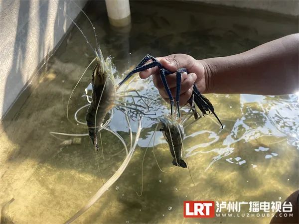 禾下可乘凉！ 2米高的“巨型水稻”在泸州试种成功！-5.jpg