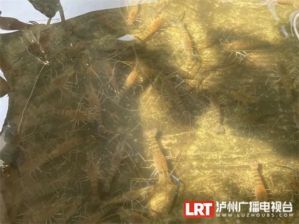 禾下可乘凉！ 2米高的“巨型水稻”在泸州试种成功！-6.jpg
