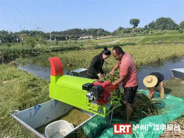 禾下可乘凉！ 2米高的“巨型水稻”在泸州试种成功！-3.jpg