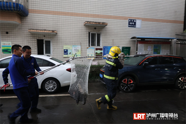 “怪物”闯进泸州一居民家中！自带“武器”喷尖刺！-3.jpg