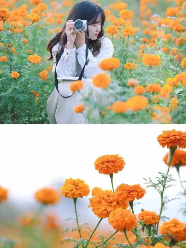 值得打卡！泸州这里的万寿菊正值盛花期，不要错过！-11.jpg