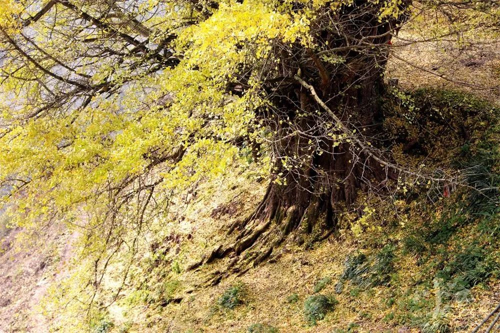 穿上“黄金甲”，叙永2200岁古银杏迎来颜值巅峰期！一起去打卡~-5.jpg