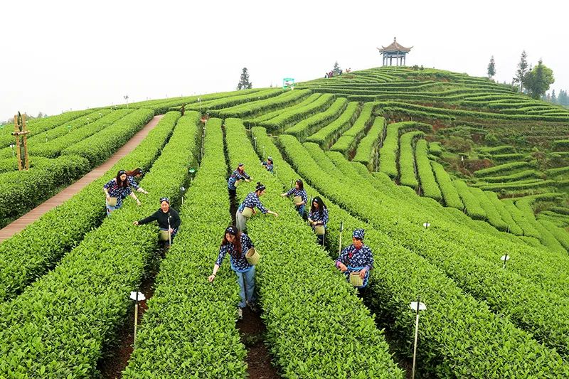 投资6500万！泸州将新增一个茶叶加工厂，位置在哪？-8.jpg