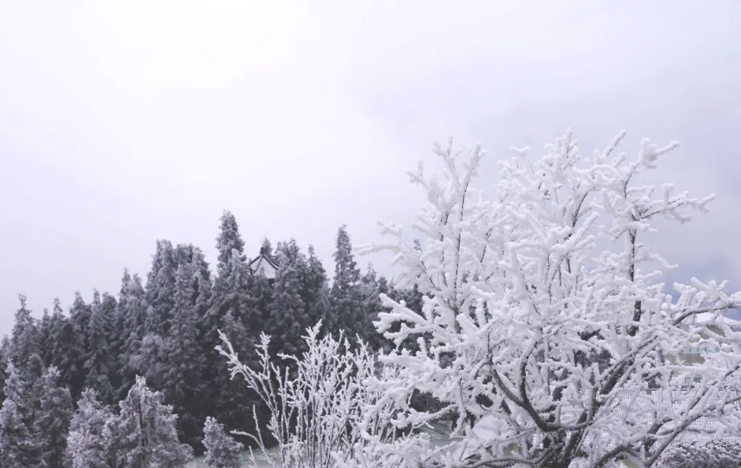 泸州这个地方连下了3天雪！看看这雪下的多大...多美！-10.jpg