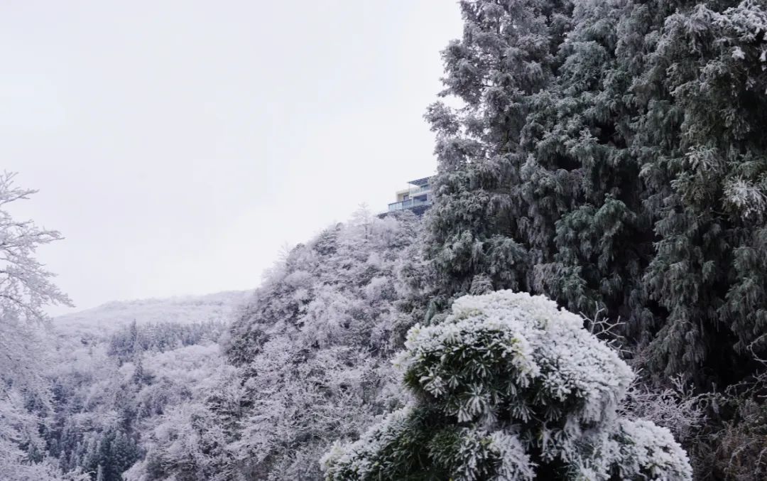 泸州这个地方连下了3天雪！看看这雪下的多大...多美！-11.jpg