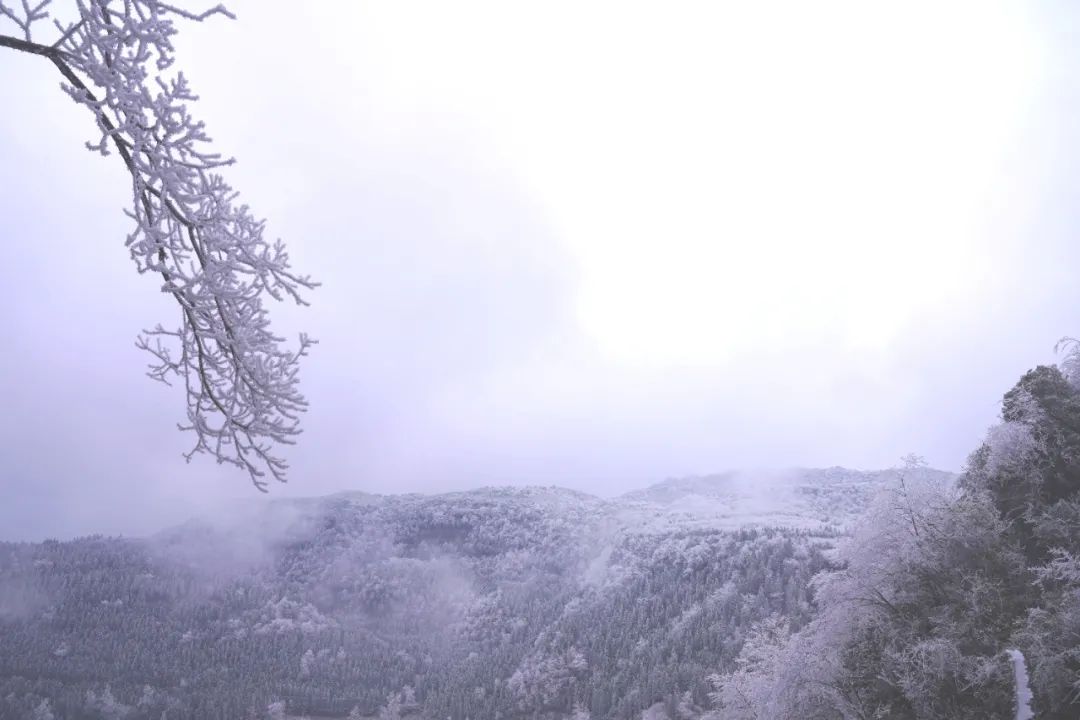 泸州这个地方连下了3天雪！看看这雪下的多大...多美！-12.jpg