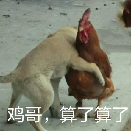 土鸡哪里来的？别人屋头拿起来的！-1.jpeg