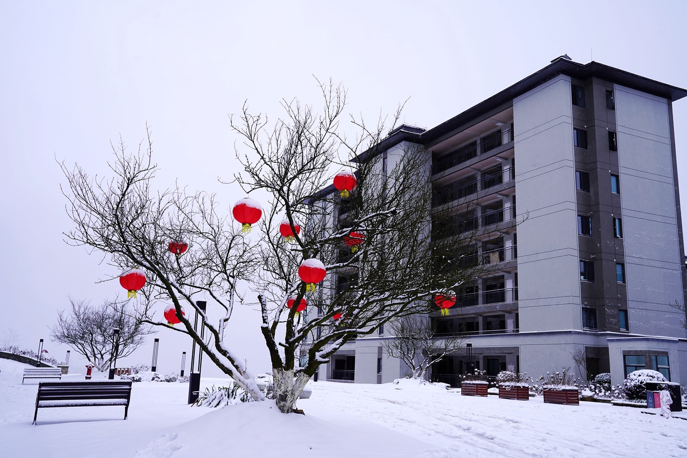 银装素裹！罗汉林迎来2024年第一场大雪-6.jpg