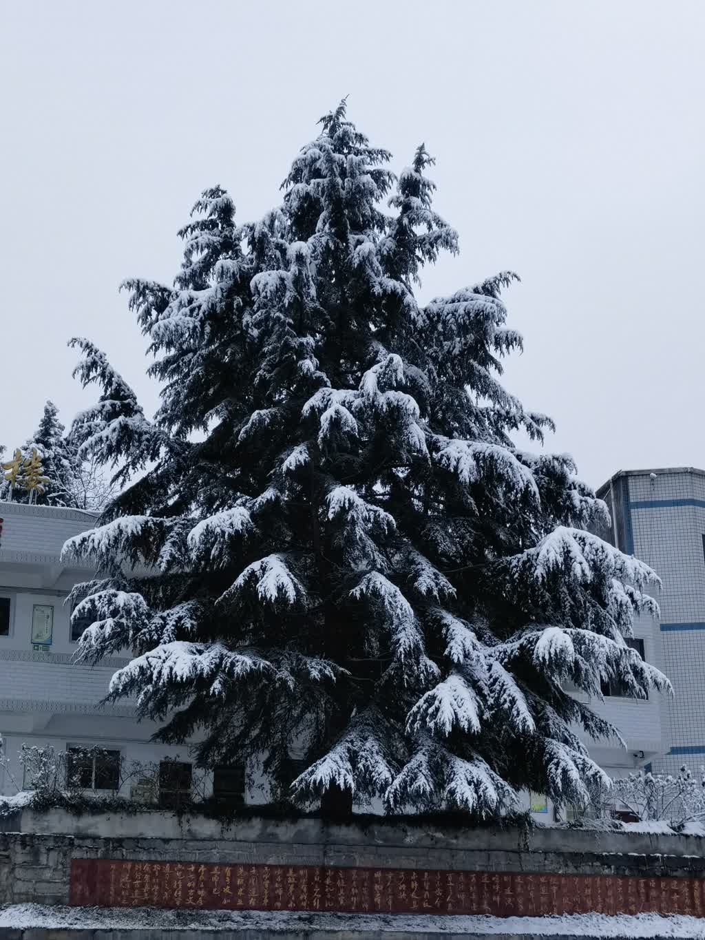 “冻”真格了！泸州迎来今年第一场雪-3.jpeg