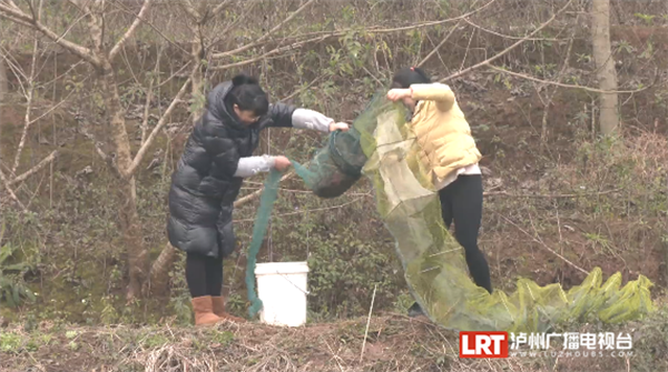 龙年必备！每斤60元 泸县“特产”走红北上广-1.png