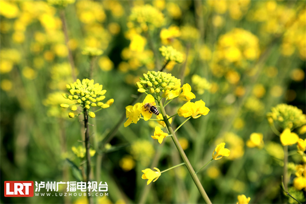 上万亩油菜花迎春盛开 乡村美景如画来-4.jpg