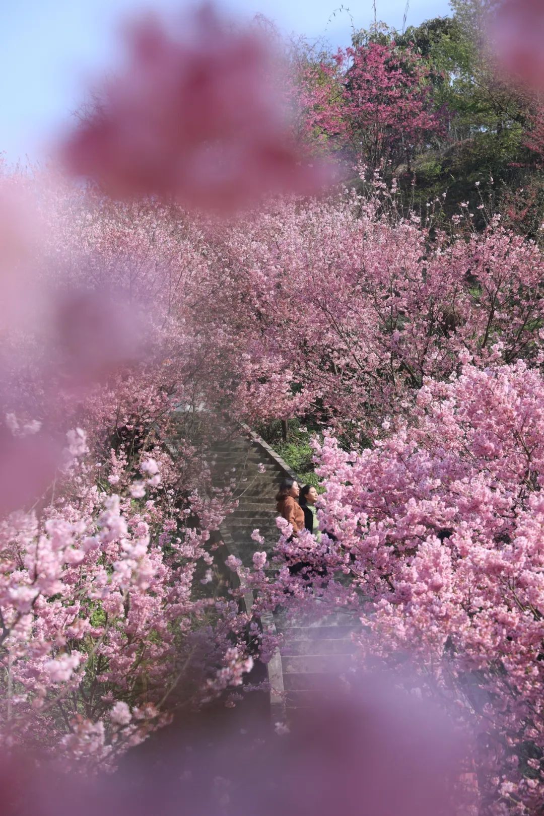 丹林樱花谷，花开了！-1.jpeg