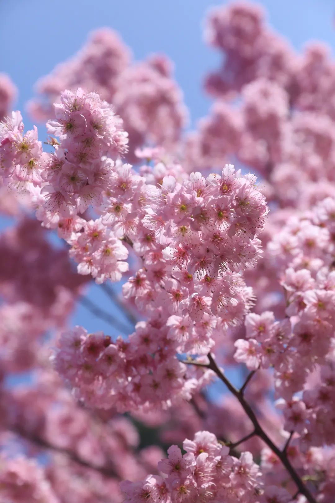 丹林樱花谷，花开了！-3.jpeg