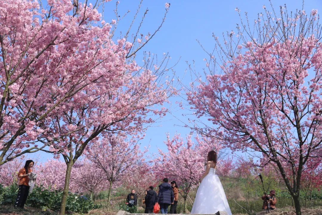 丹林樱花谷，花开了！-4.jpeg