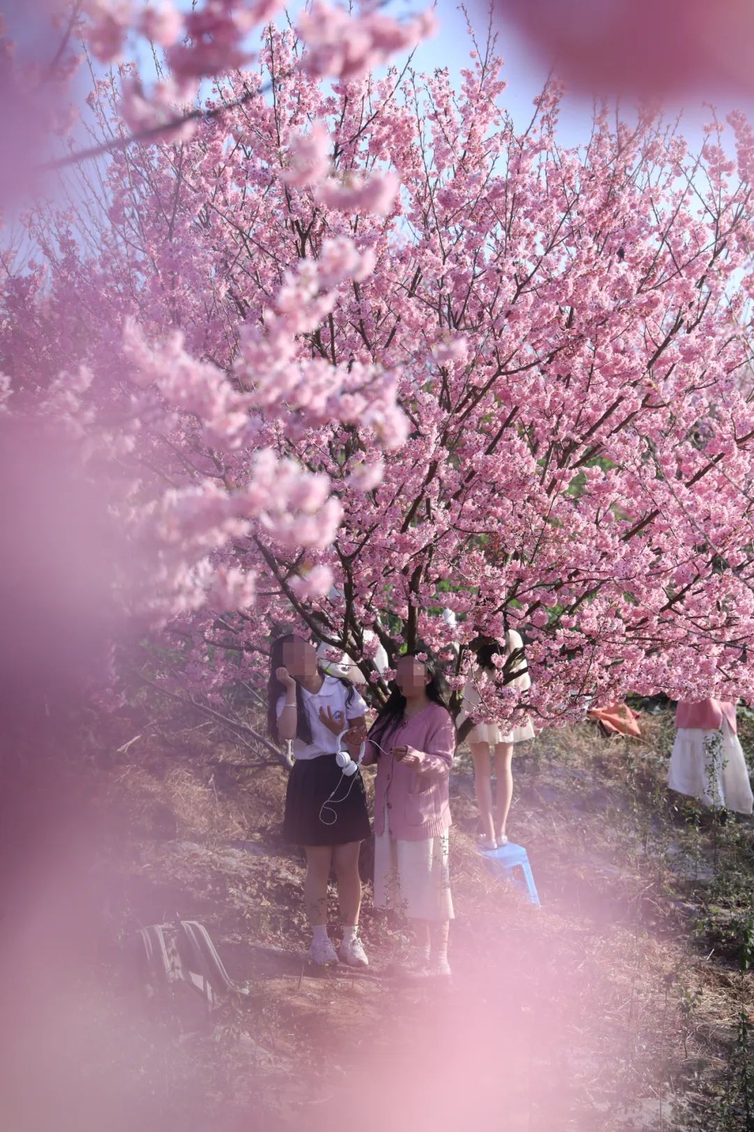 丹林樱花谷，花开了！-8.jpg