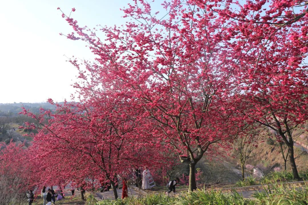 丹林樱花谷，花开了！-11.jpg