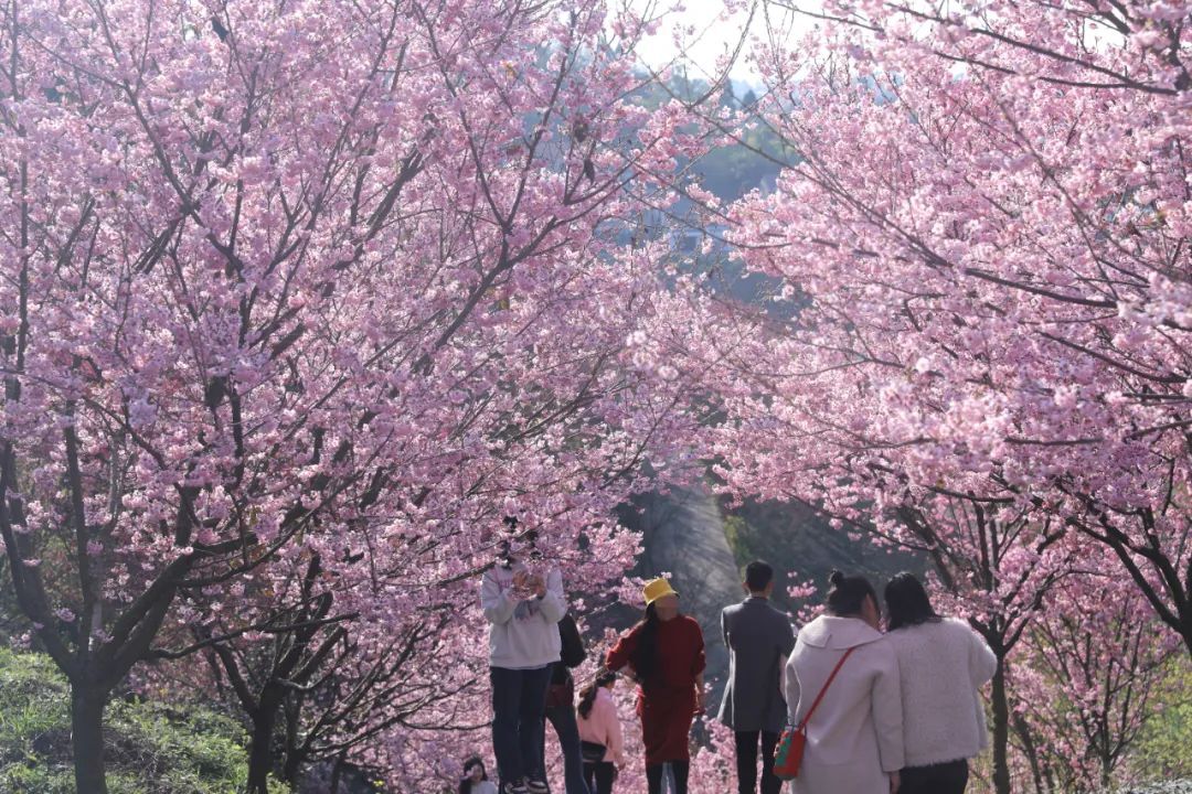丹林樱花谷，花开了！-10.jpg