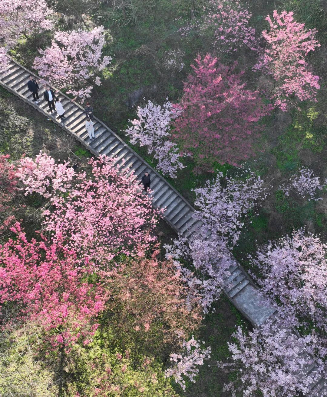 丹林樱花谷，花开了！-9.jpg