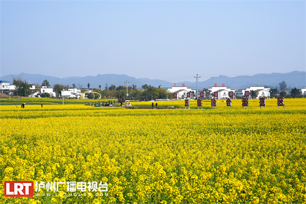 上万亩油菜花迎春盛开 乡村美景如画来